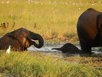 17_Botswana Chobe Nationalpark (18)