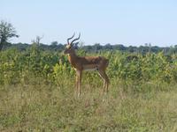 17_Botswana Chobe Nationalpark (20)