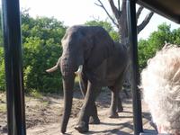 17_Botswana Chobe Nationalpark (22)