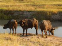 17_Botswana Chobe Nationalpark (5)
