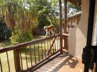 17_Botswana Chobe Nationalpark (6)