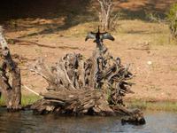 17_Botswana Chobe Nationalpark (8)