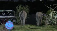 A Zambezi River Lodge - abendlicher Besuch