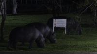 A Zambezi River Lodge - nächtlicher Besuch