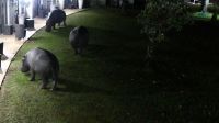A Zambezi River Lodge - nächtlicher Besuch