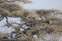 Affen naschen Akazien-Blüten