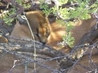 African Wildcat