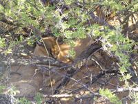 African Wildcat