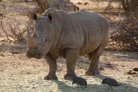 Afrika (2)