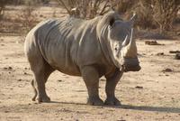 Afrika (4)