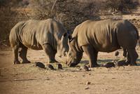 Afrika (6)