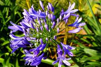 Afrikanische Flora