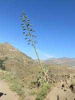 Agave
