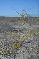 Akazie im Etosha