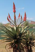 Aloe-Pflanze