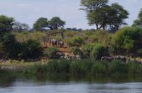 Am Ufer des Kavangos
