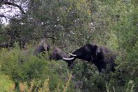 Am Zambezi-Fluss