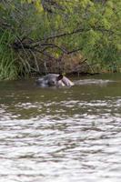 Am Zambezi-Fluss