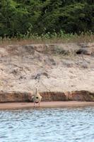 Am Zambezi-Fluss