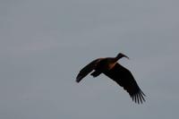 Am Zambezi-Fluss