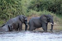 Am Zambezi-Fluss