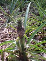 Ananas, Sansibar