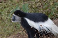 Arusha - Guereza 3