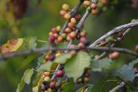 Arusha - Kaffee