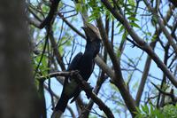 Arusha Silberwangen Hornvogel