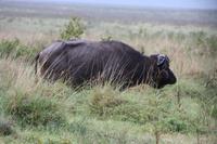 Büffel im Ngorongoro Crater
