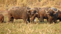 Büffelherde am Okavango