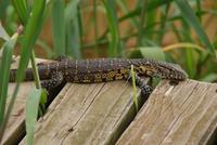 Baby Leguan