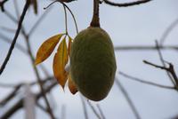Baumfrucht