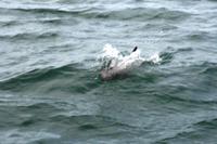 Benguela Delfin