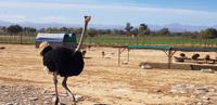 Besuch einer Straußenfarm