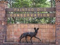 Besuch in der Wildhunde-Auffangstation