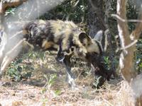 Besuch in der Wildhunde-Auffangstation