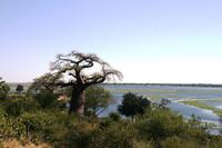 Boabab in Botswana