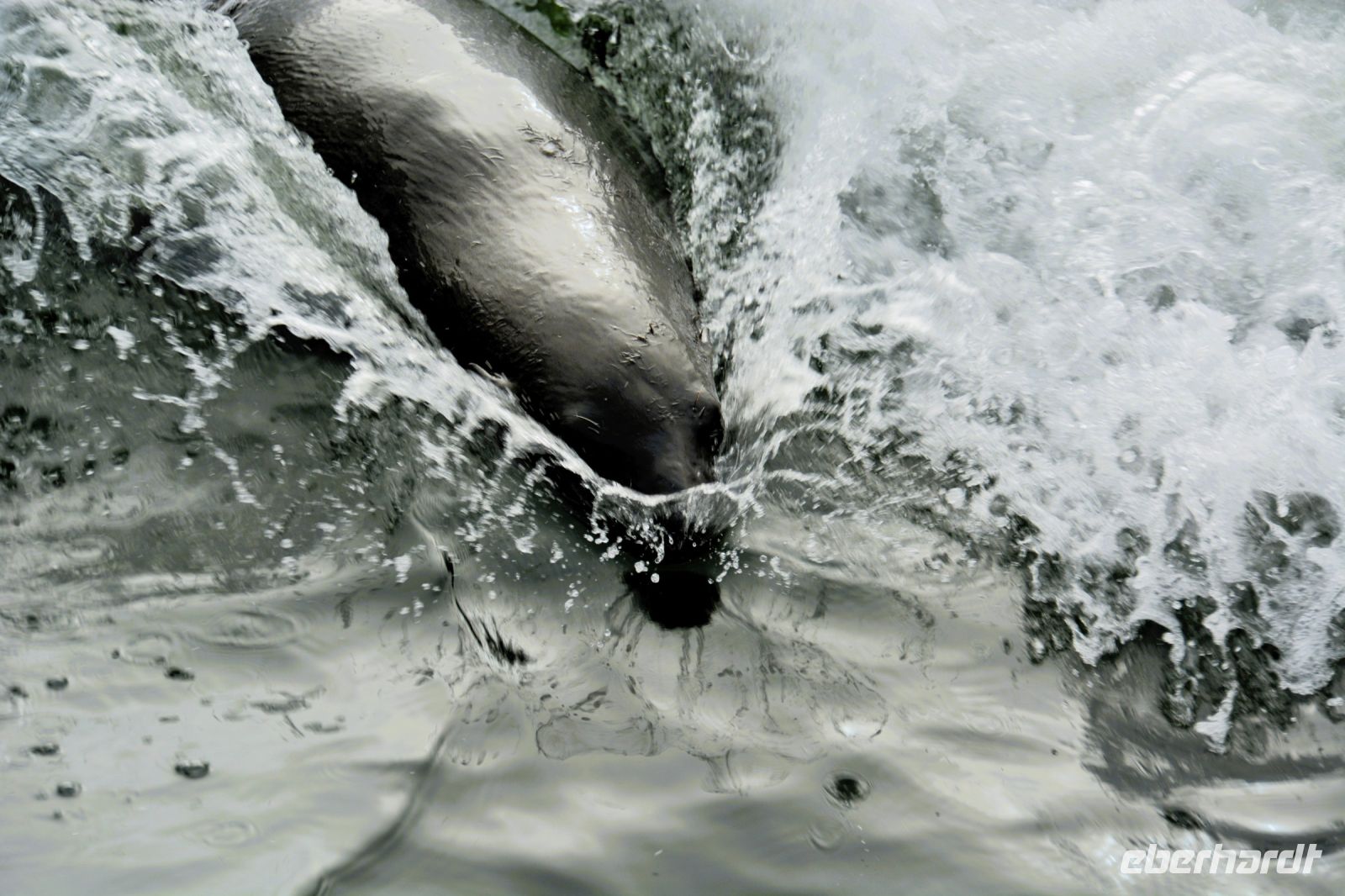 Bobby im Kielwasser