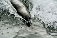 Bobby im Kielwasser