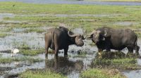 Bootsfahrt auf dem Chobe - Büffel