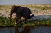 Bootsfahrt auf dem Chobe - Elefant auf der Insel