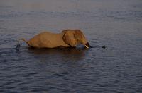 Bootsfahrt auf dem Chobe - Elefant schwimmt im Chobe