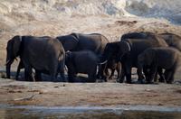 Bootsfahrt auf dem Chobe - Elefanten im Schlammloch