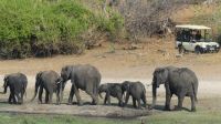 Bootsfahrt auf dem Chobe - Elefanten, Elefanten