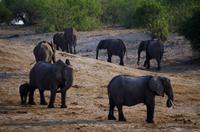 Bootsfahrt auf dem Chobe - Elefanten