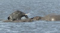 Bootsfahrt auf dem Chobe - Elefantenbad