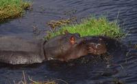 Bootsfahrt auf dem Chobe - Flußpferd