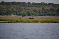 Bootsfahrt auf dem Chobe - Hippo auf Ausgang