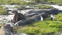 Bootsfahrt auf dem Chobe - Hippo-Pool